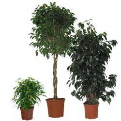 Ficus benjamina Danielle